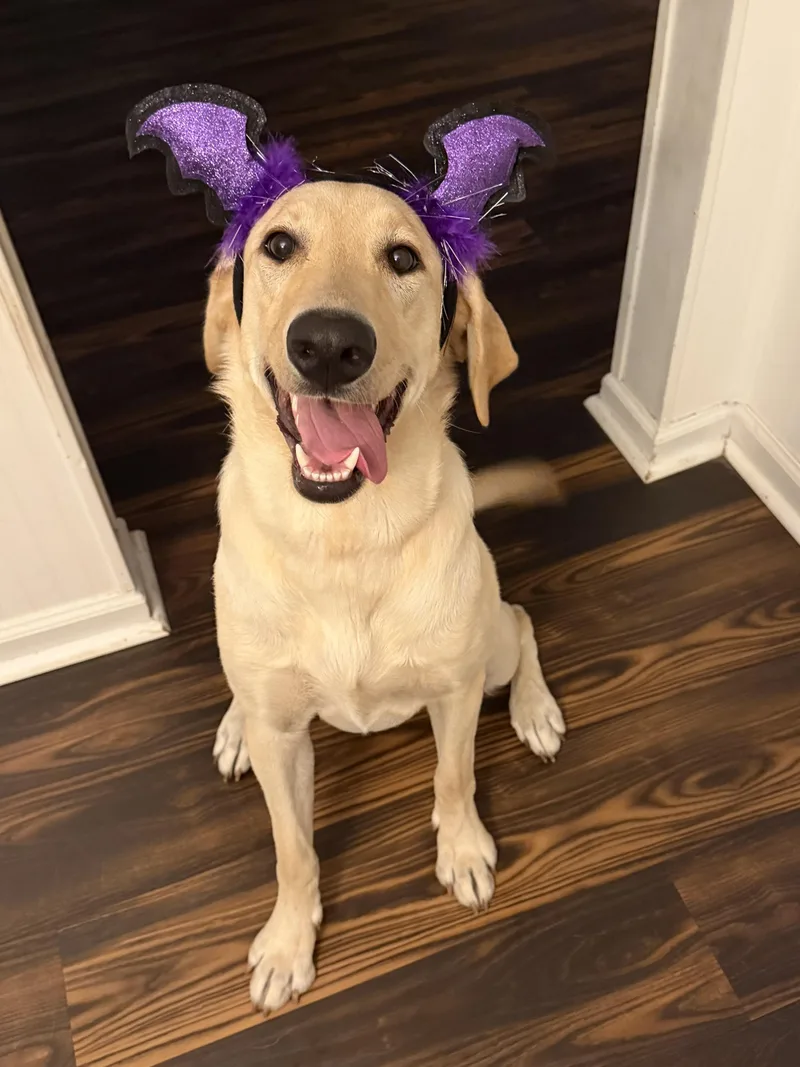 A young large-sized female Yellow / Tan / Blond / Fawn Yellow Labrador Retriever dog named Willow for adoption in Virginia Beach , VA