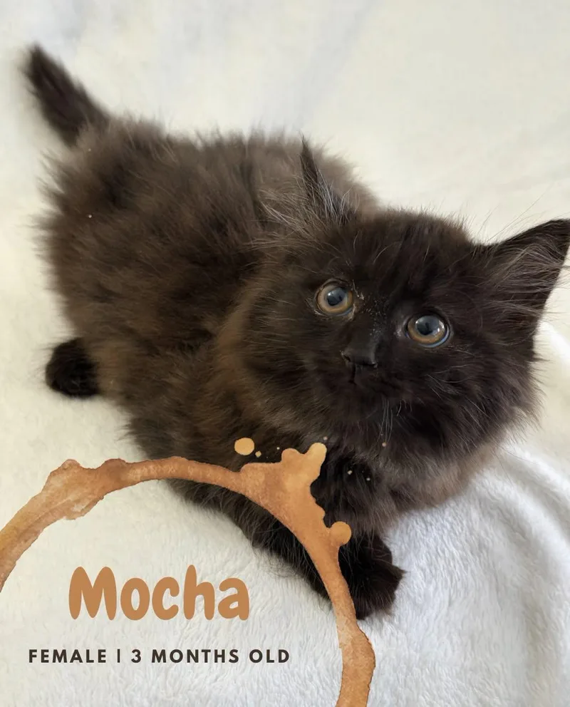 A baby medium-sized female Black Domestic Medium Hair cat named Mocha for adoption in McDonald, PA