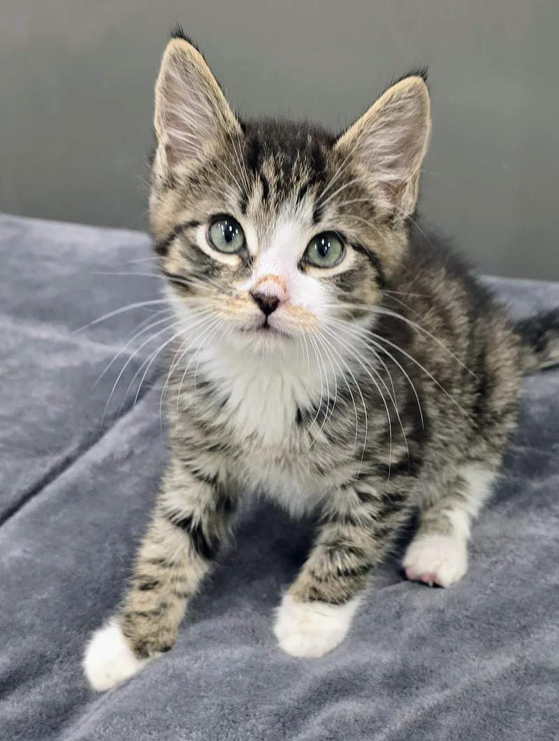 A baby large-sized male Tabby (Brown / Chocolate) Domestic Short Hair cat named Chevy for adoption in Amityville, NY