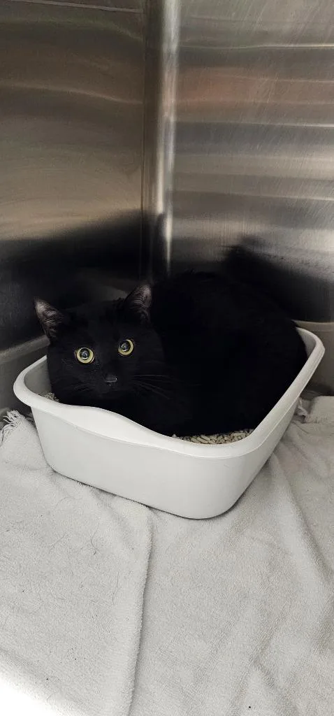 An adult medium-sized male Domestic Short Hair cat named Storm for adoption in Athens, TN