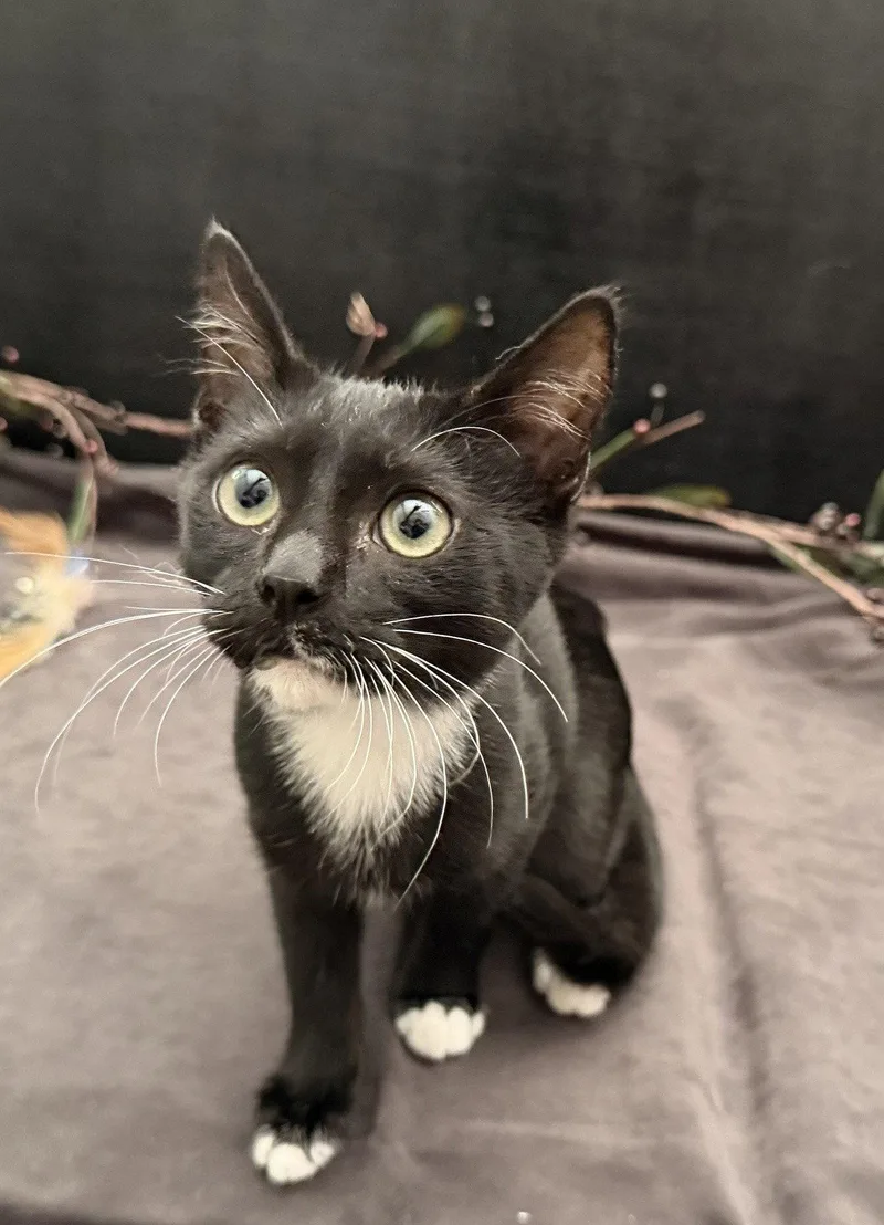 A baby small-sized male Black & White / Tuxedo Domestic Short Hair cat named Amazon for adoption in Fayetteville, GA