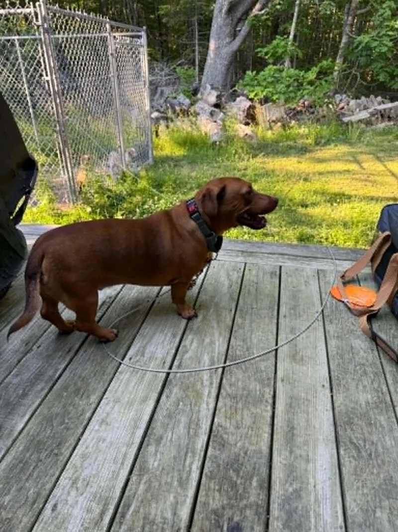 An adult medium-sized male Red / Chestnut / Orange Dachshund dog named Bratwurst for adoption in Brunswick, ME