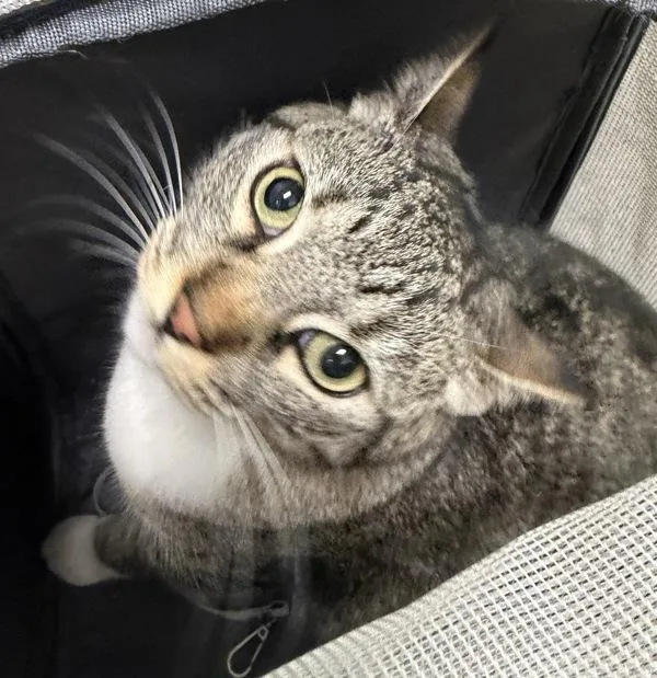 An adult medium-sized female Domestic Short Hair cat named Wednesday for adoption in San Diego, CA