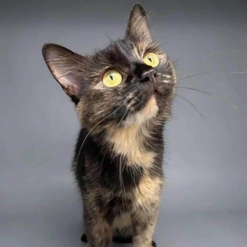 An adult medium-sized female Black Domestic Long Hair cat named Jazzie for adoption in Walnut Cove, NC