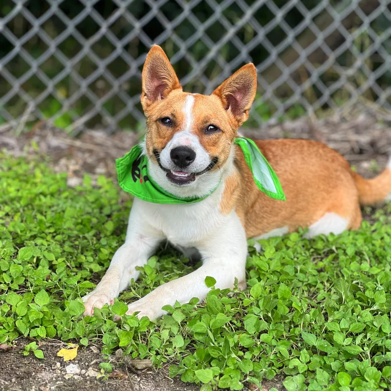 A young medium-sized male Red / Chestnut / Orange Rat Terrier dog named Fritz for adoption in Madisonville, TX
