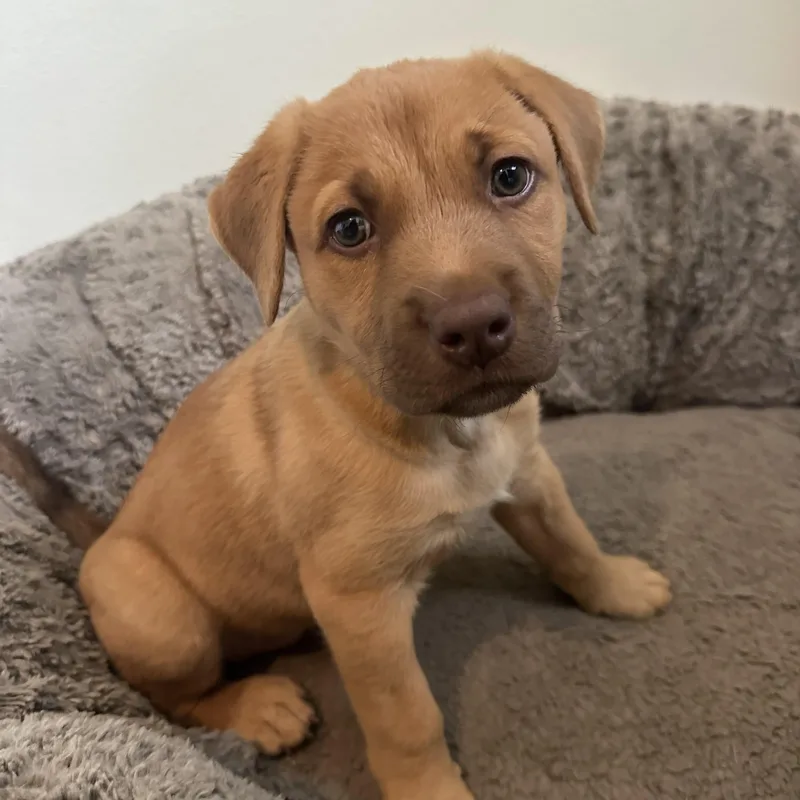A baby medium-sized male Mixed Breed dog named Mo for adoption in Iron River, MI