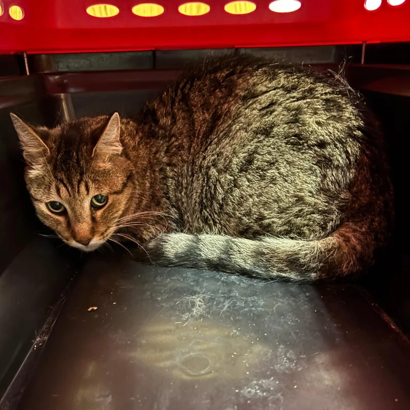 A senior medium-sized male Brown / Chocolate Domestic Short Hair cat named Dinky for adoption in Ottawa, KS