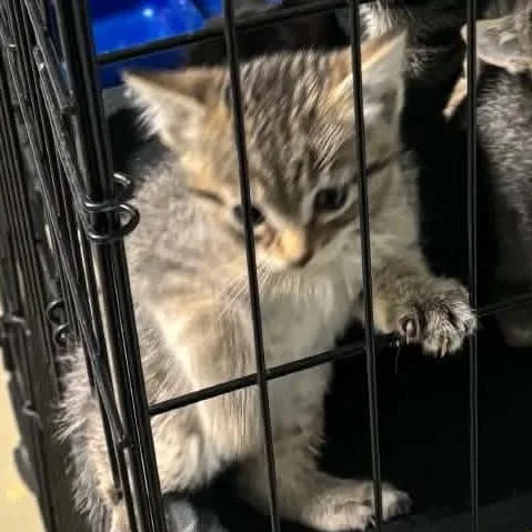 A baby small-sized female Gray / Blue / Silver Domestic Short Hair cat named Pugsley for adoption in Idaho Falls, ID