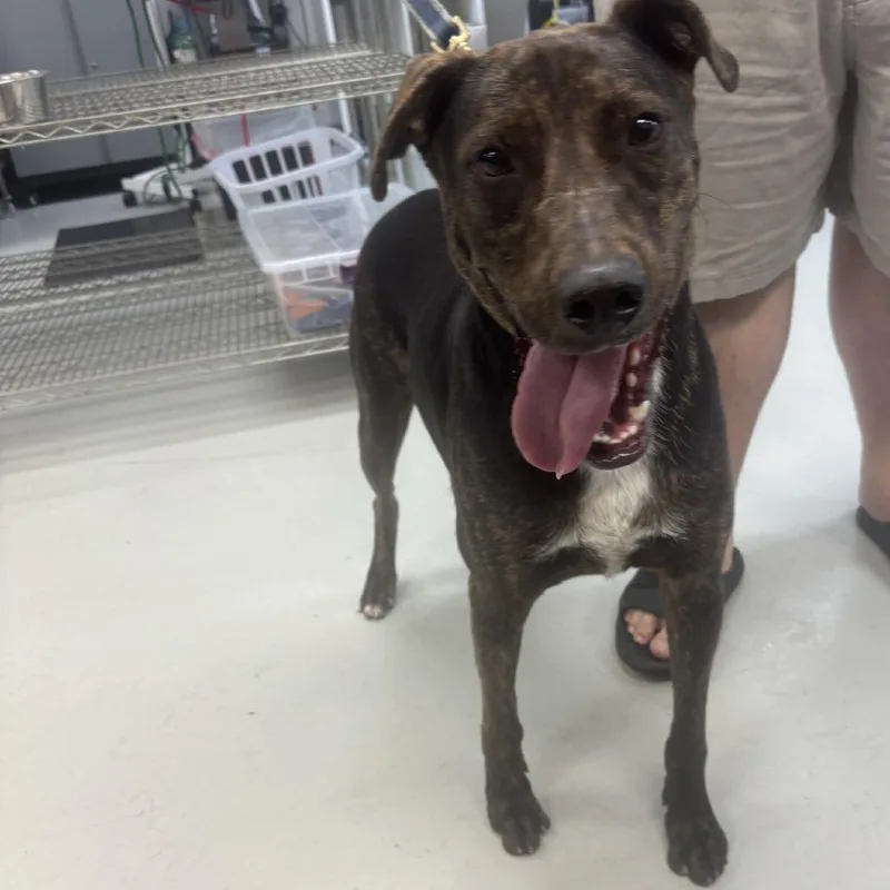 A young large-sized male Black Mixed Breed dog named Joey Tribbiani for adoption in Houston, TX