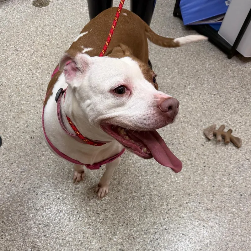 An adult medium-sized female Brown / Chocolate Norwegian Lundehund dog named Lulu for adoption in Detroit Lakes, MN