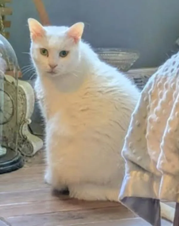 A senior large-sized female Domestic Short Hair cat named Betty Boop for adoption in Roanoke, VA