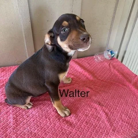 A baby medium-sized male Black Mixed Breed dog named Walter for adoption in Alexandria, VA