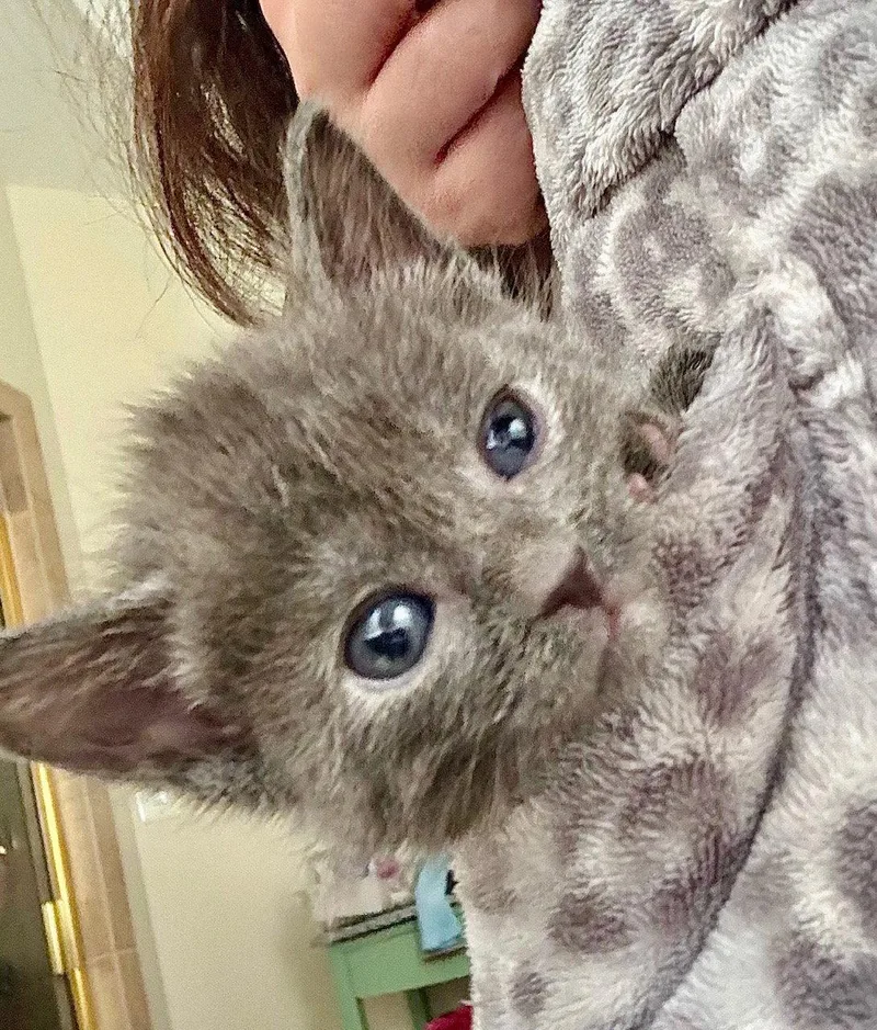 A baby medium-sized female Gray / Blue / Silver Domestic Short Hair cat named Smokey for adoption in Herndon, VA