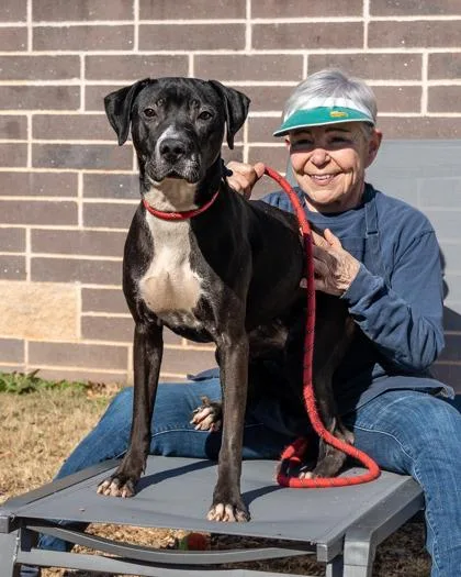 An adult large-sized female Mixed Breed dog named Vicki for adoption in Chamblee, GA