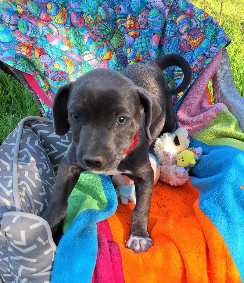 Yanko Wvt thumbnail 2