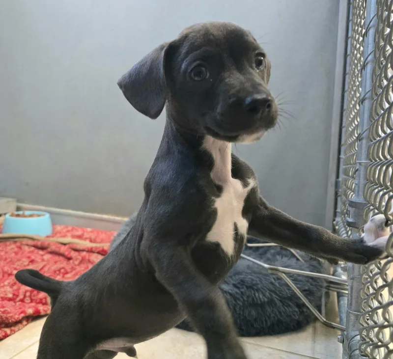 Yanko Wvt thumbnail 3