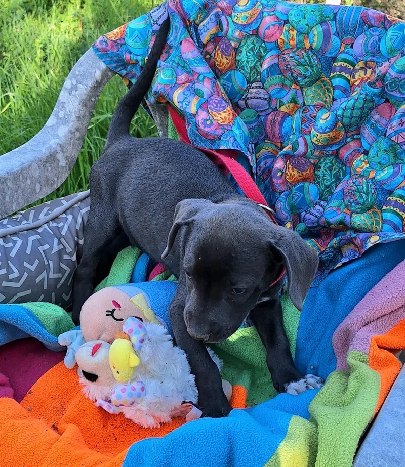 Yanko Wvt thumbnail 5