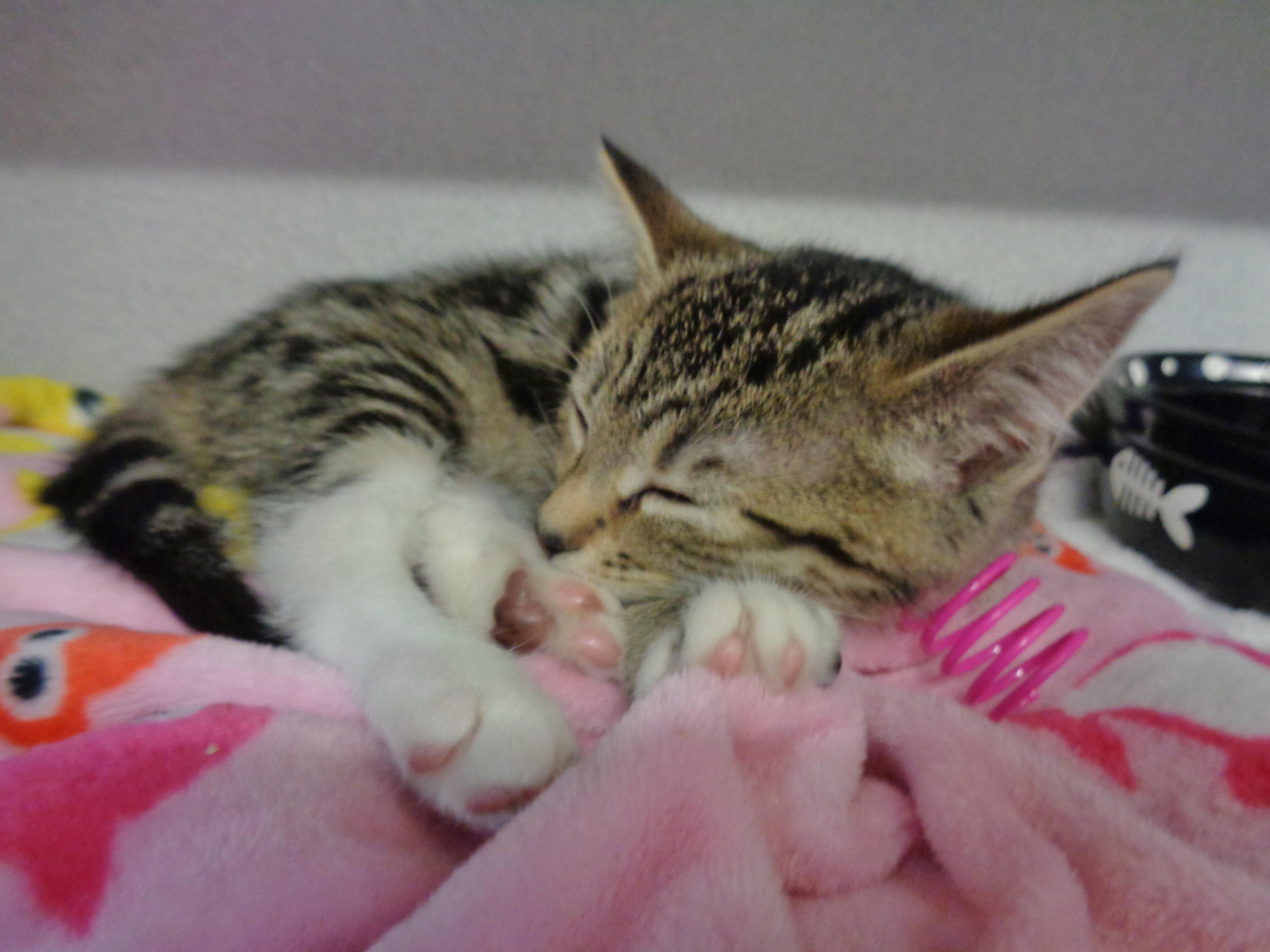 A baby small-sized female Brown / Chocolate Tabby cat named North Cascades for adoption in Delhi, NY