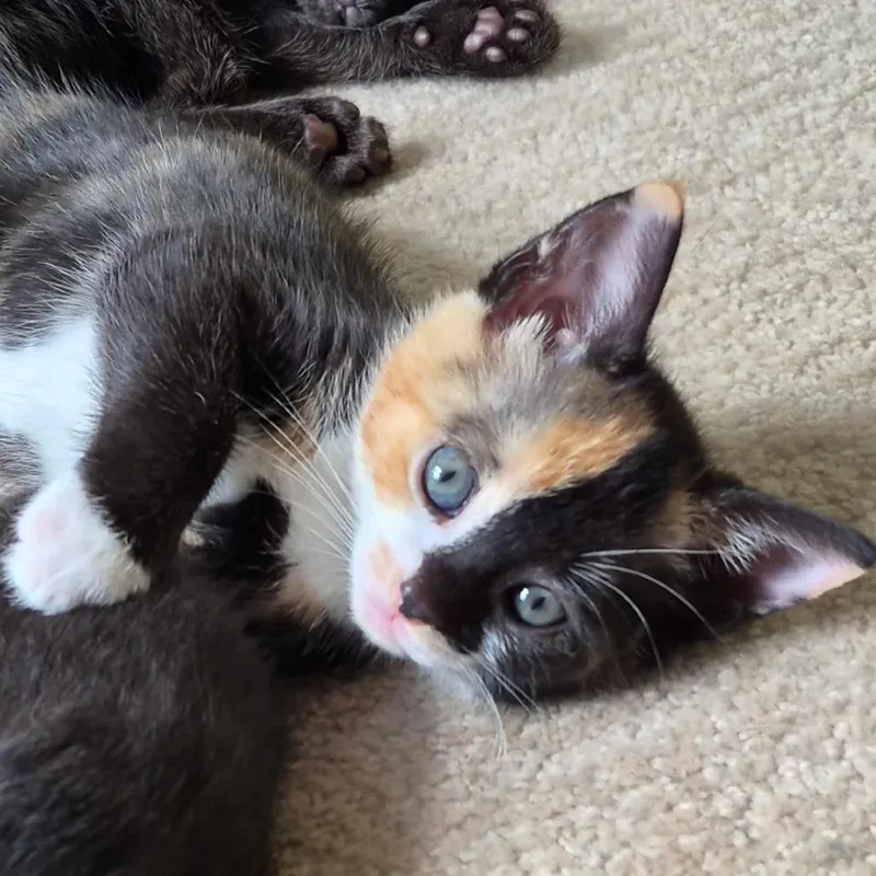 A baby small-sized female Domestic Short Hair cat named Kia for adoption in Fairfax, VA