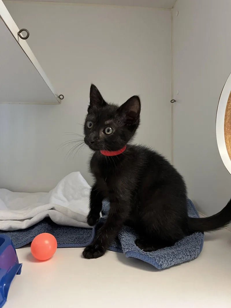 A baby small-sized male Black Domestic Short Hair cat named Theo for adoption in Oakland, CA
