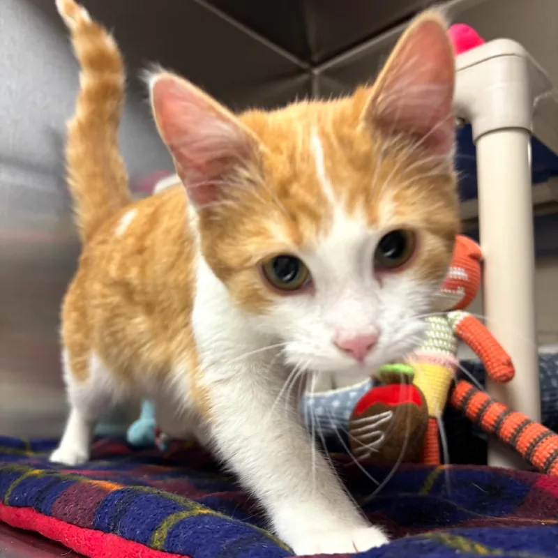 A young medium-sized female Orange / Red Domestic Short Hair cat named Hop for adoption in Detroit Lakes, MN