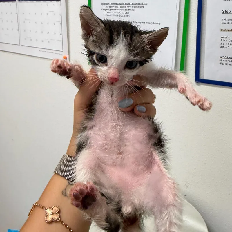 A baby small-sized male White Domestic Short Hair cat named Yellowjacket Y for adoption in Edinburg, TX