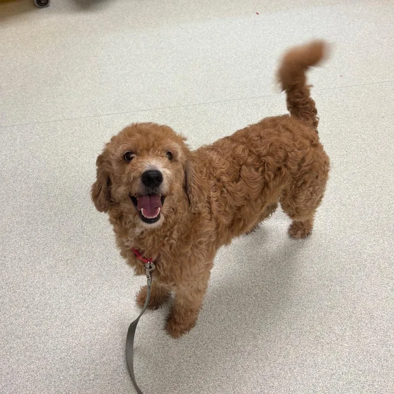 An adult medium-sized male Yellow / Tan / Blond / Fawn Poodle dog named Kingston for adoption in Springfield, MA