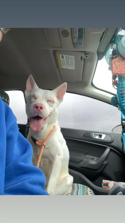 An adult medium-sized male Mixed Breed dog named Bob Ross for adoption in Columbus, IN