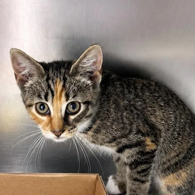 A baby small-sized female Domestic Short Hair cat named Leah for adoption in Corbin, KY