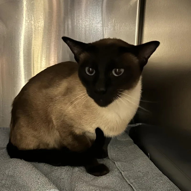 An adult large-sized male Siamese cat named Thomas O'Malley for adoption in Springfield, MA