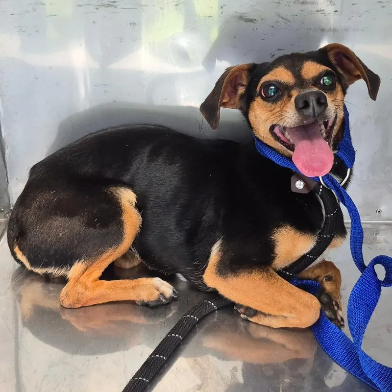 An adult small-sized female Black Mixed Breed dog named Strayreeseroad"nena" for adoption in Columbus, GA