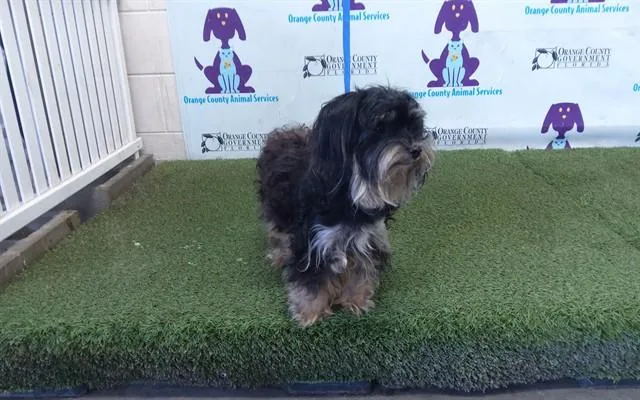 An adult small-sized female Shih Tzu dog named Luna for adoption in Orlando, FL