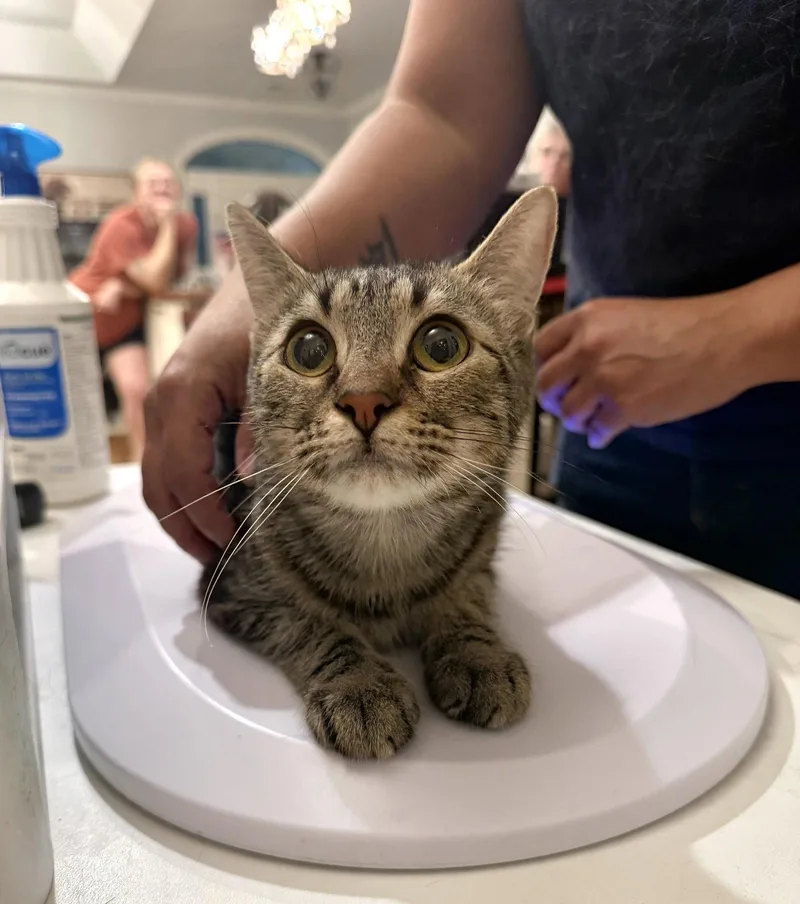 A young medium-sized female Domestic Short Hair cat named Ms. Treated for adoption in Camden, SC