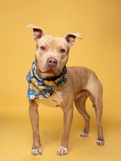 Javalino thumbnail 3