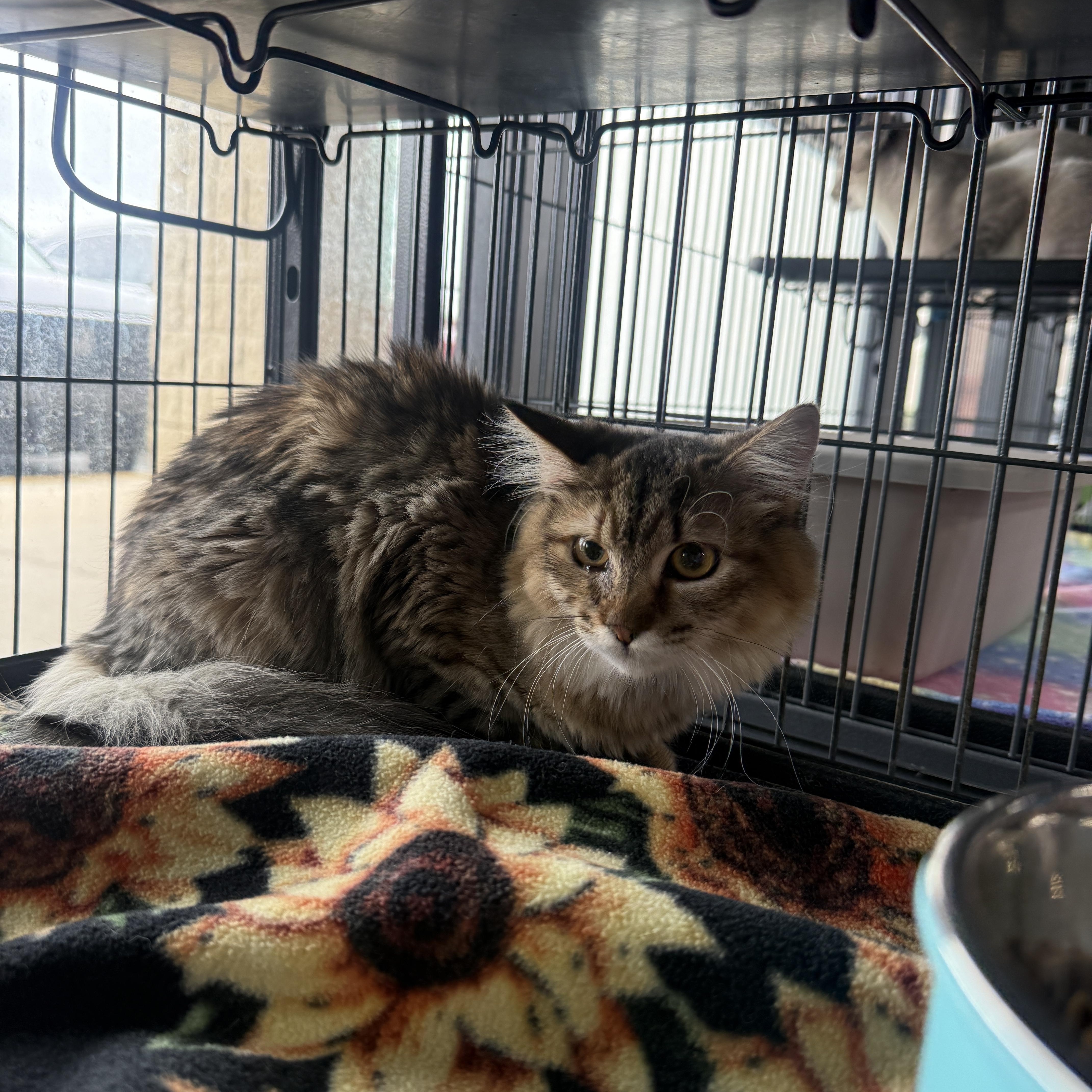 Spice =^.^= thumbnail 2