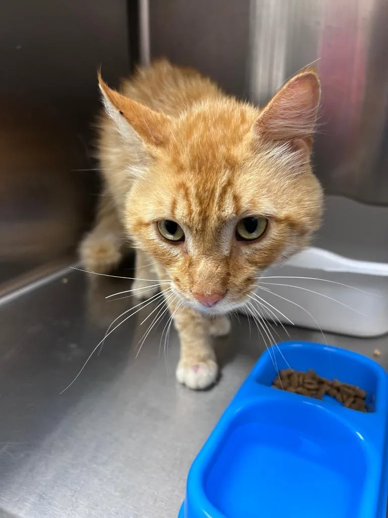 A young medium-sized male Domestic Short Hair cat named Timms for adoption in Mount Gilead, NC