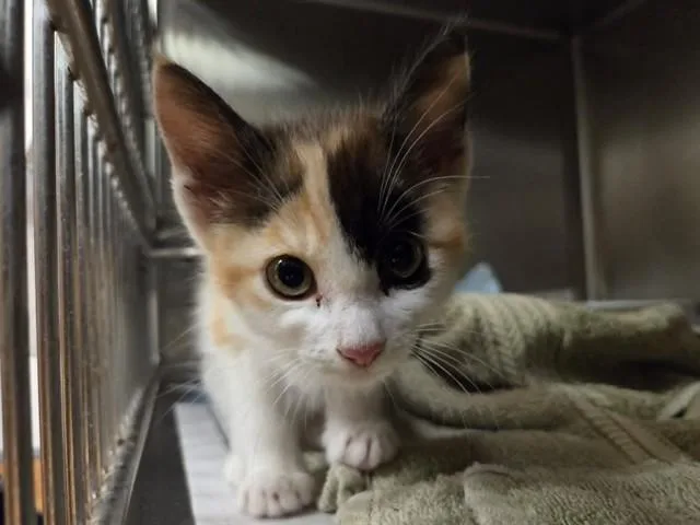 A baby small-sized female Domestic Short Hair cat named Sunshine for adoption in Martinez, CA