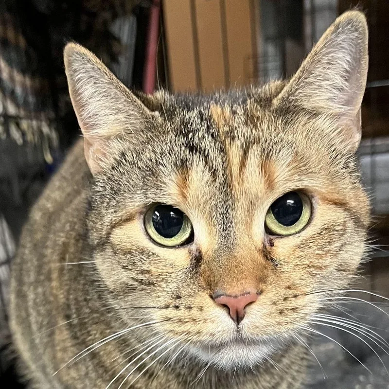 An adult large-sized female Dilute Calico Domestic Short Hair cat named Lani for adoption in Bloomfield, NJ