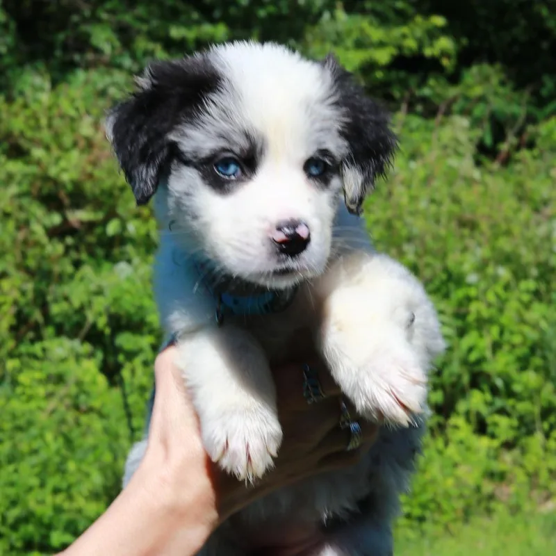 A baby medium-sized female Black Border Collie dog named Ct Lucky Charms Avail for adoption in Eastford, CT