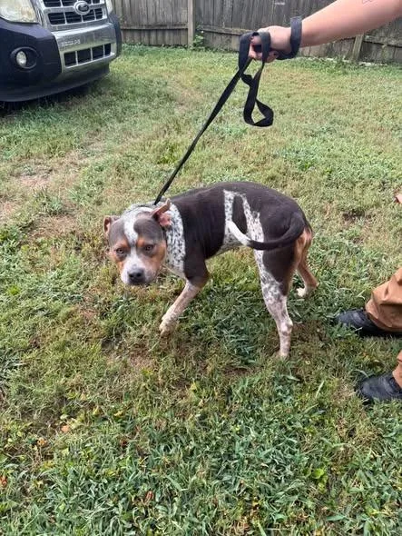 An adult large-sized male Pit Bull Terrier dog named Sarge for adoption in Shelbyville, TN