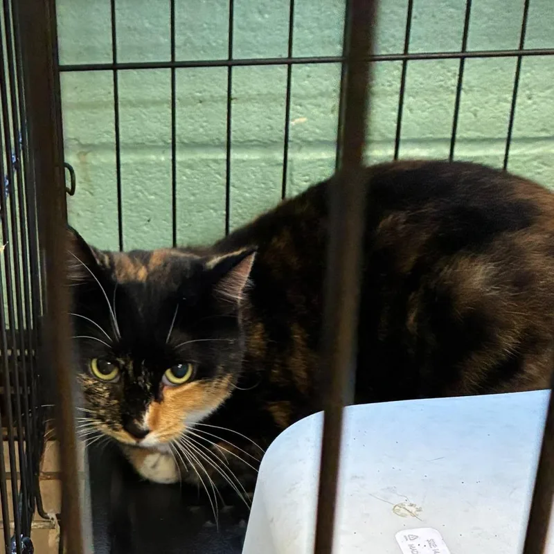 A young medium-sized female Domestic Short Hair cat named Meowly Cyrus for adoption in Gadsden, AL