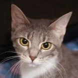 An adult medium-sized female Gray & White Domestic Short Hair cat named Anime for adoption in Hilliard, OH