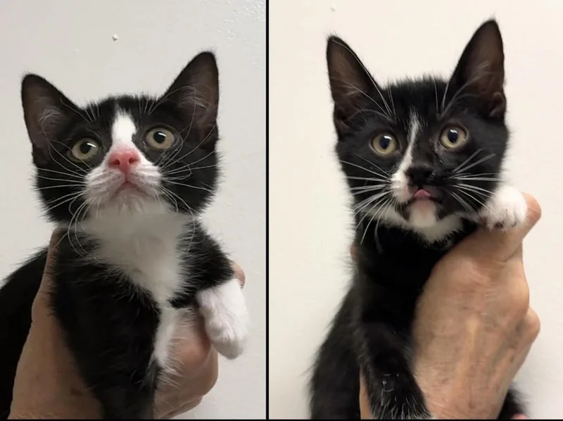 A baby medium-sized female Black Domestic Short Hair cat named Didi & Kiki for adoption in New york, NY