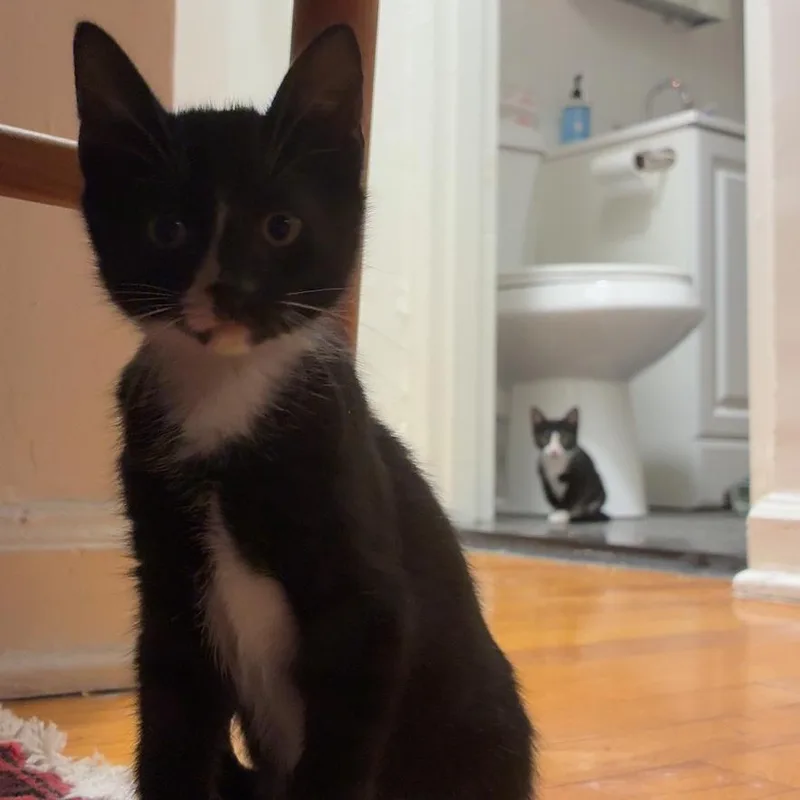 Didi & Kiki thumbnail 2