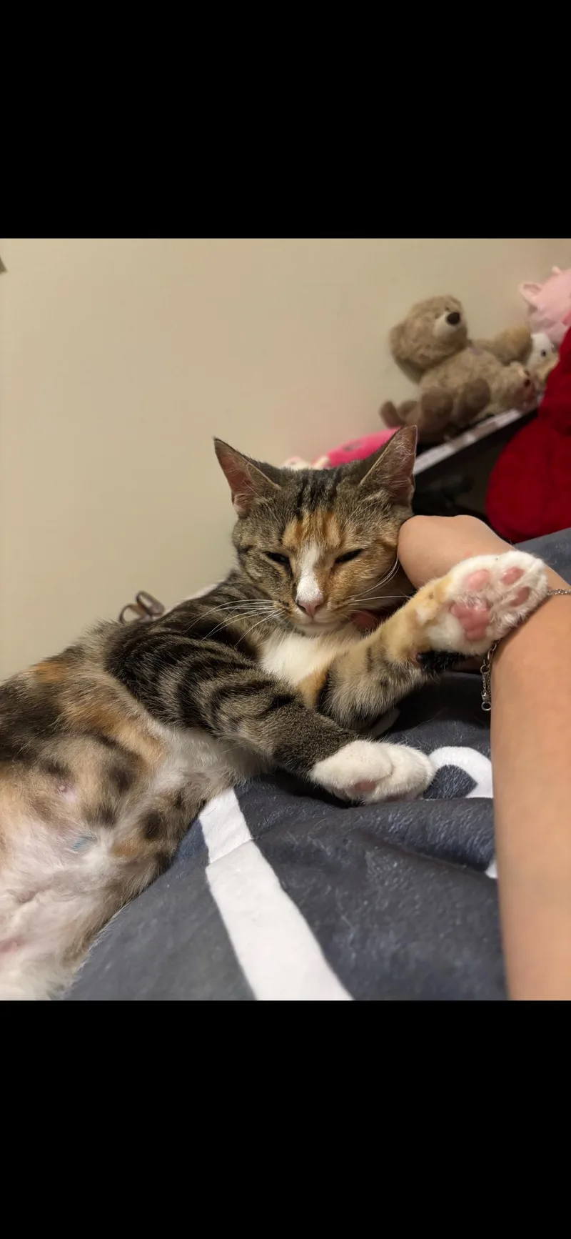 A young medium-sized female Calico Domestic Short Hair cat named Too Fancy for adoption in Richmond, VA