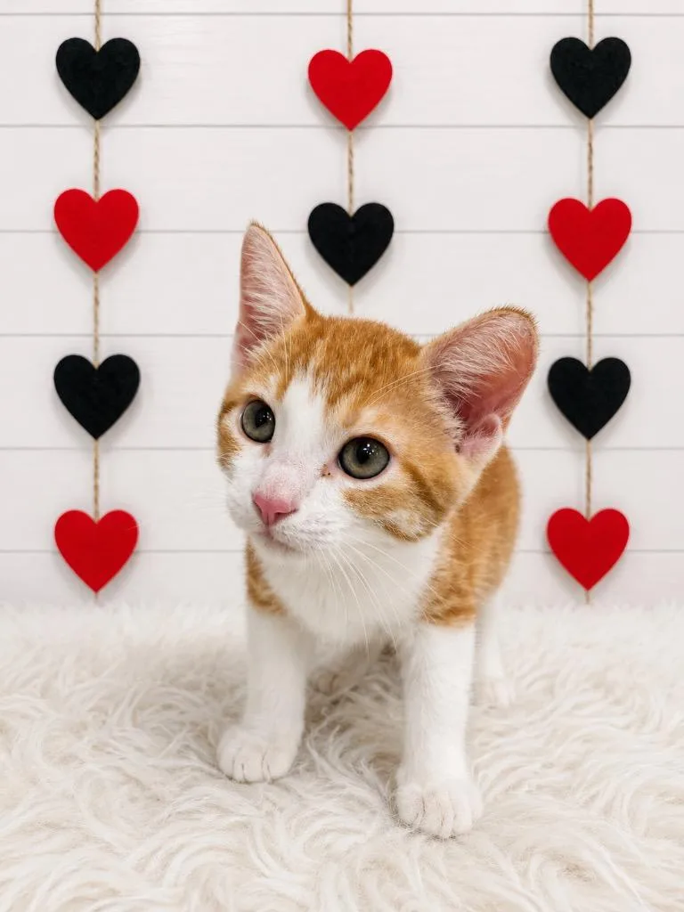 A baby small-sized male Domestic Short Hair cat named Jack for adoption in Corpus Christi, TX