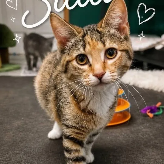 A baby medium-sized female Calico Domestic Short Hair cat named Sadie for adoption in DuBois, PA