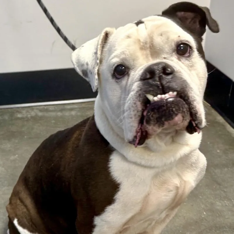 An adult medium-sized male White / Cream English Bulldog dog named Meatball for adoption in Tyrone, GA