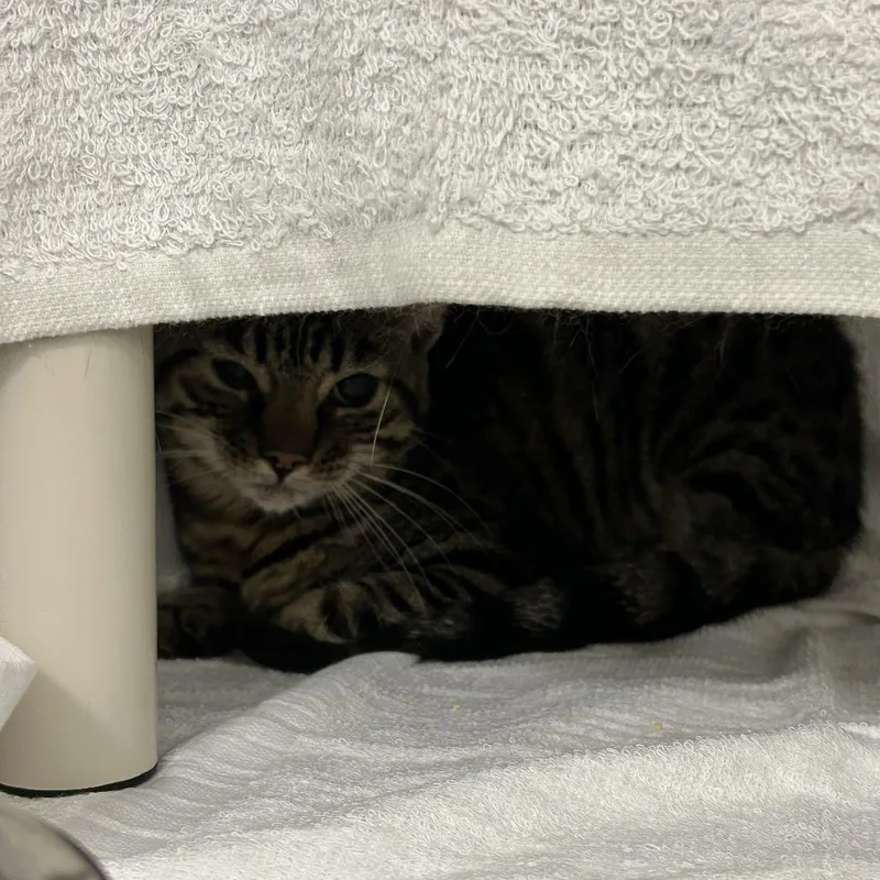 An adult medium-sized male Brown / Chocolate Domestic Short Hair cat named Bullhead for adoption in Dover, NH