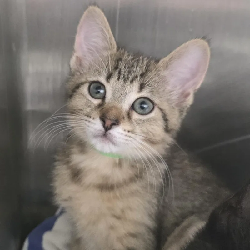 A baby small-sized female Brown / Chocolate Domestic Short Hair cat named Lana for adoption in Fort Wayne, IN